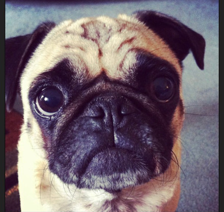 pug dog