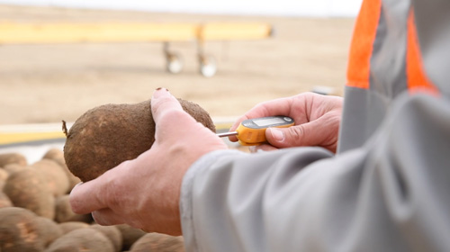 A person in an orange vest holding a potato