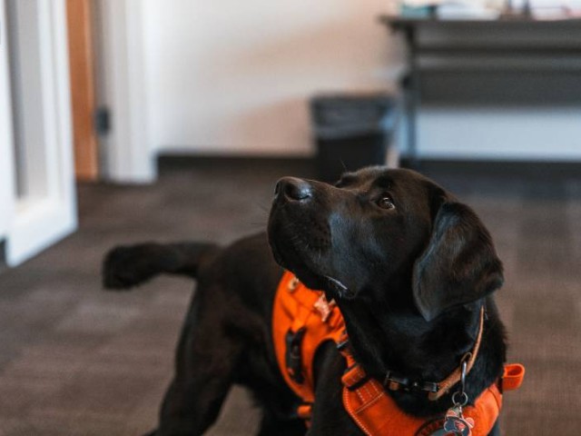 Cedar, a black lab in an orange vest